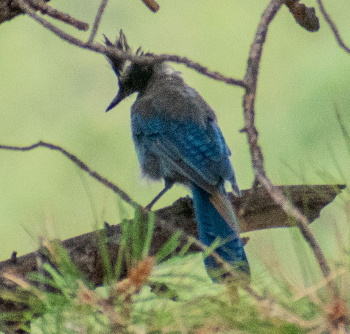 Steller's Jay - ML469992611