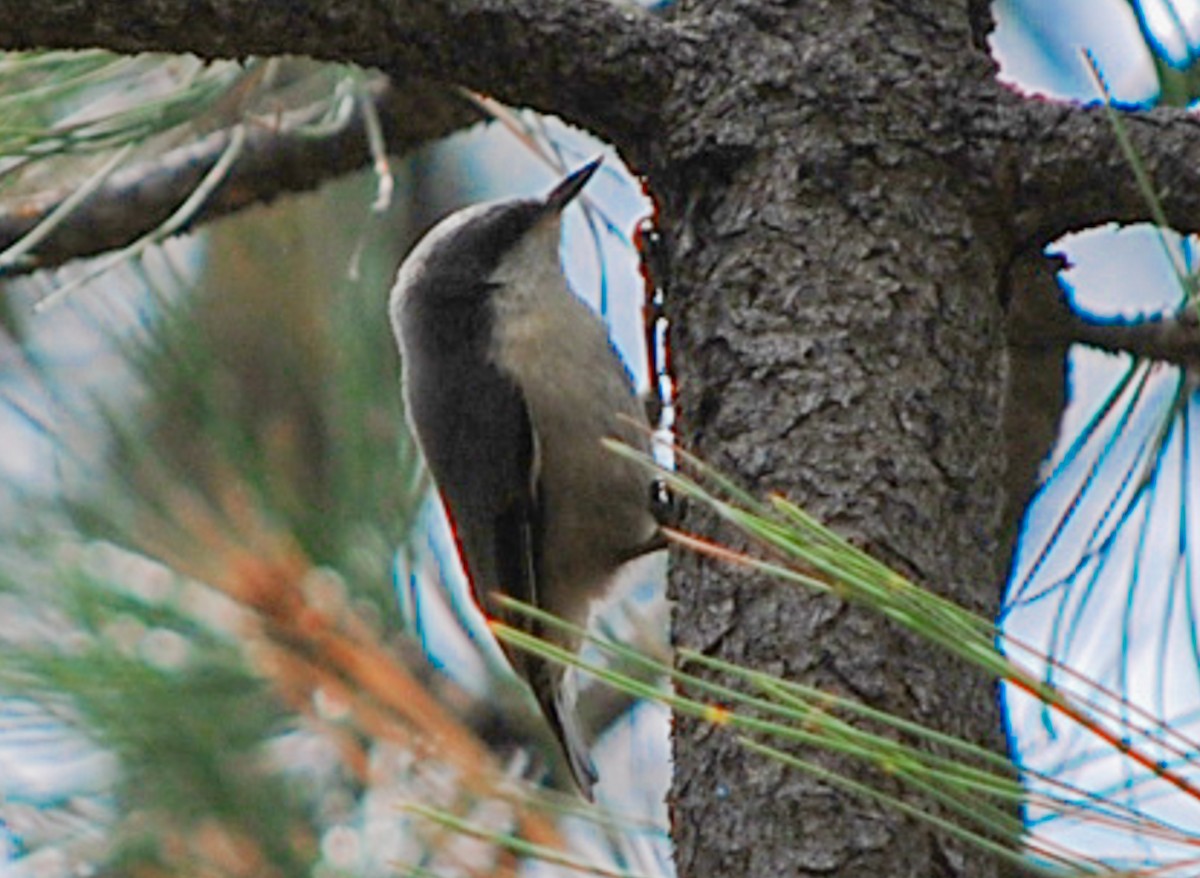 Pygmy Nuthatch - ML469992621