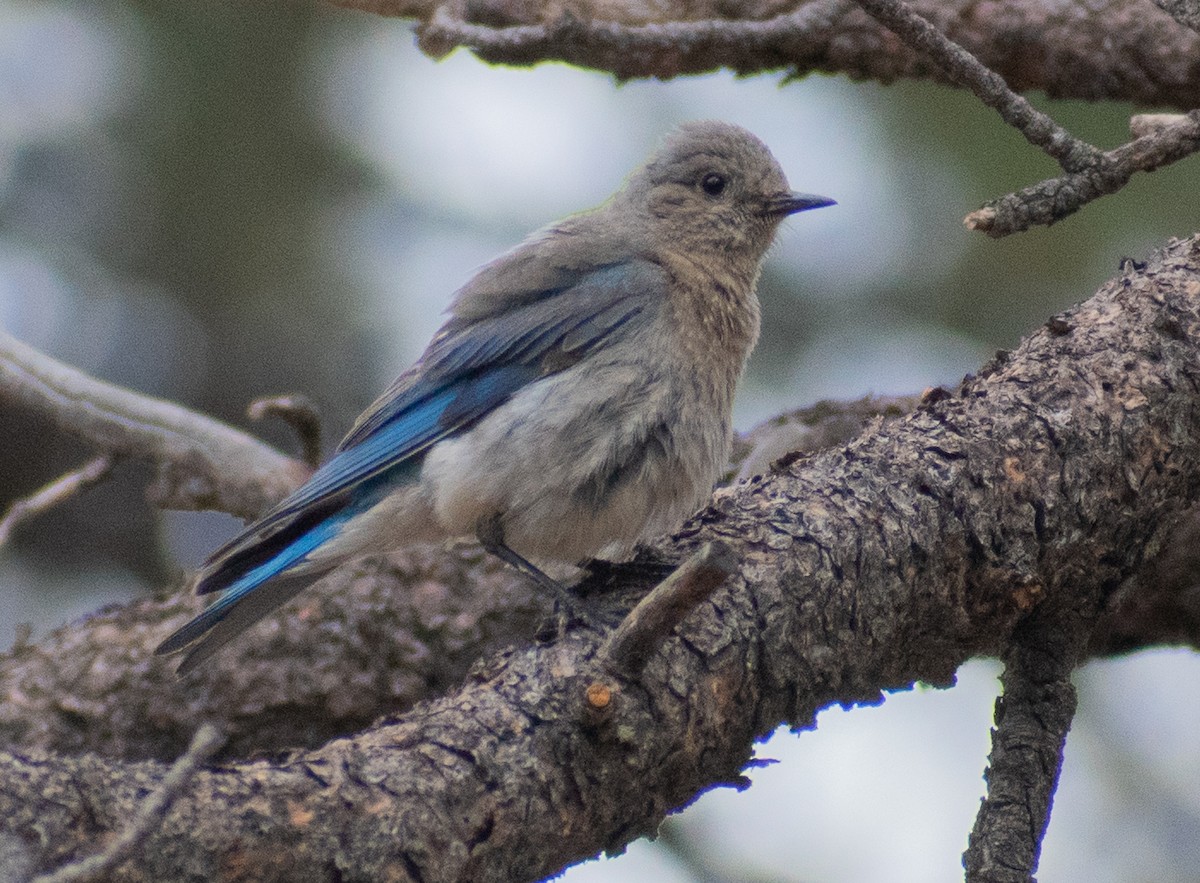 Mountain Bluebird - ML469992781