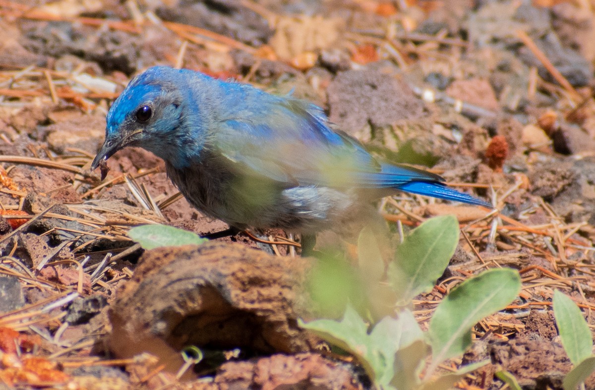 Mountain Bluebird - ML469992841