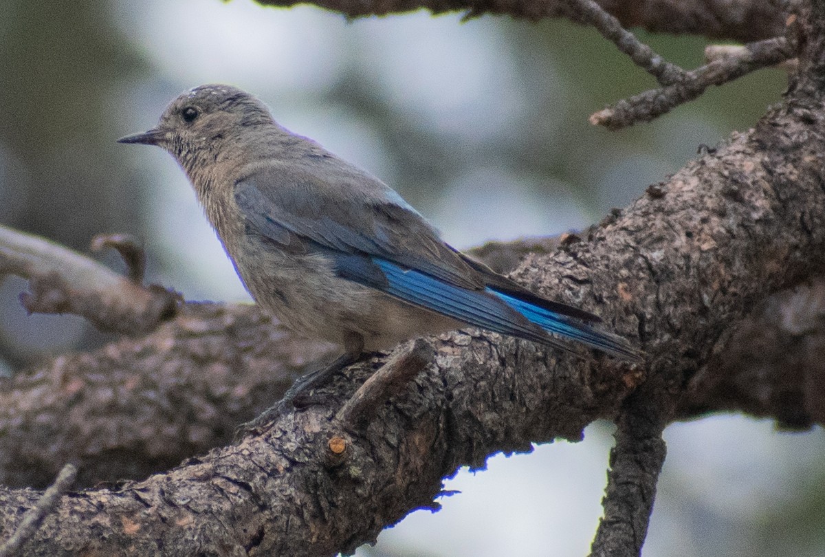 Mountain Bluebird - ML469992941