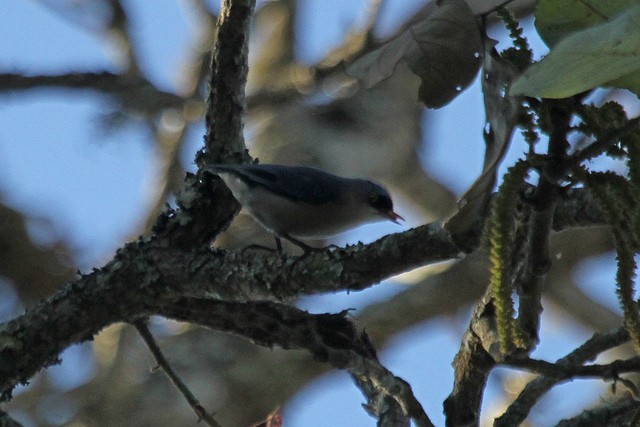 Velvet-fronted Nuthatch - Jeffrey Offermann