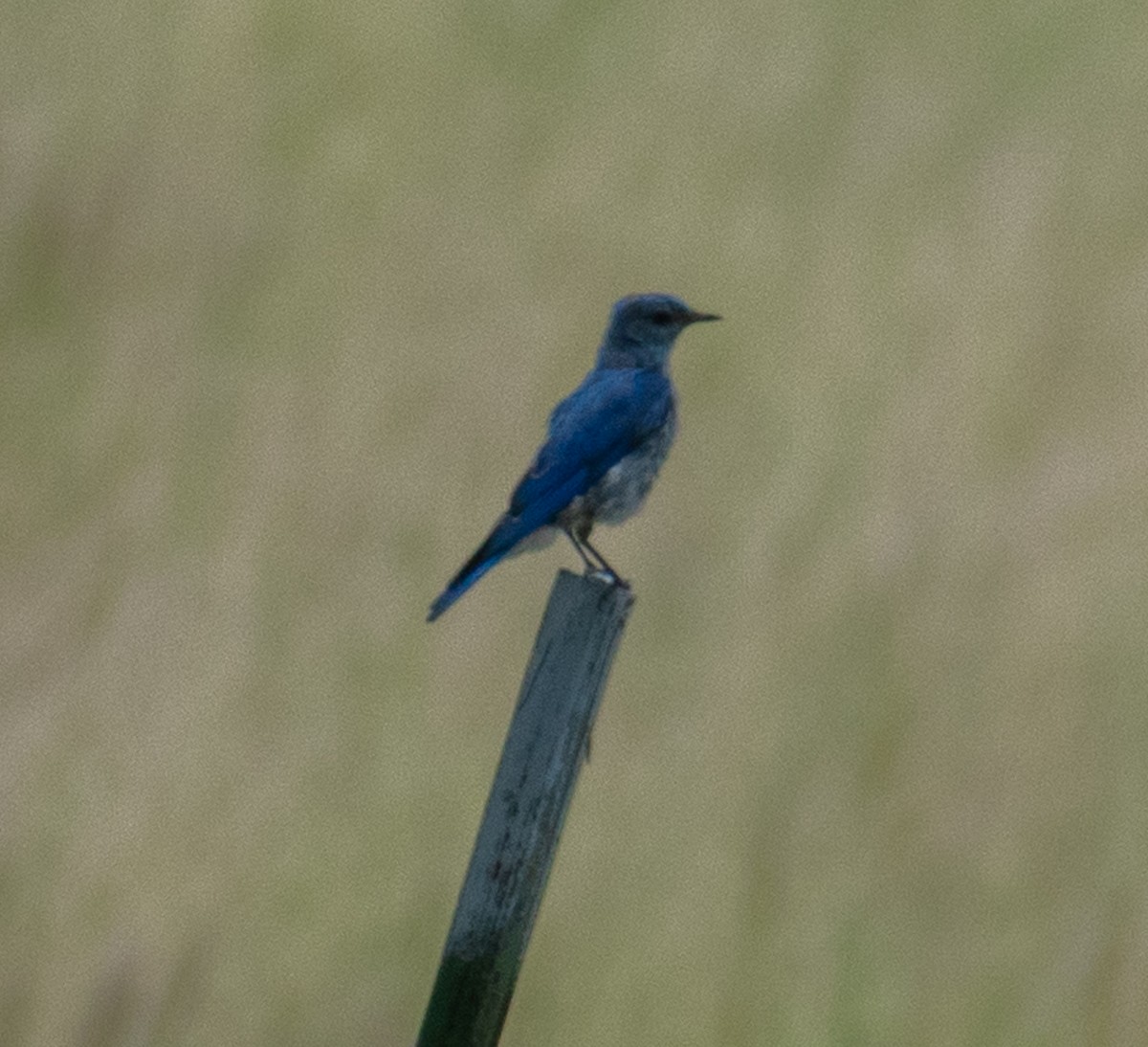 Mountain Bluebird - ML469993031