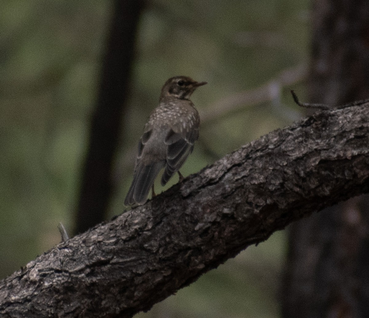 American Robin - ML469993061