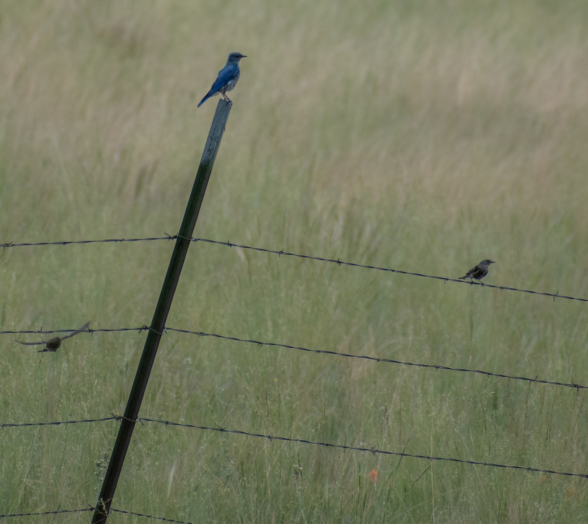 Mountain Bluebird - ML469993081