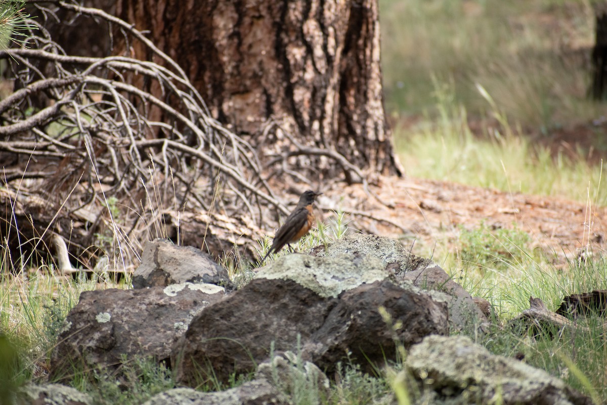 American Robin - ML469993101