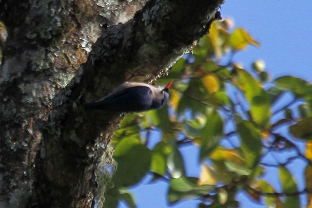 Velvet-fronted Nuthatch - Jeffrey Offermann