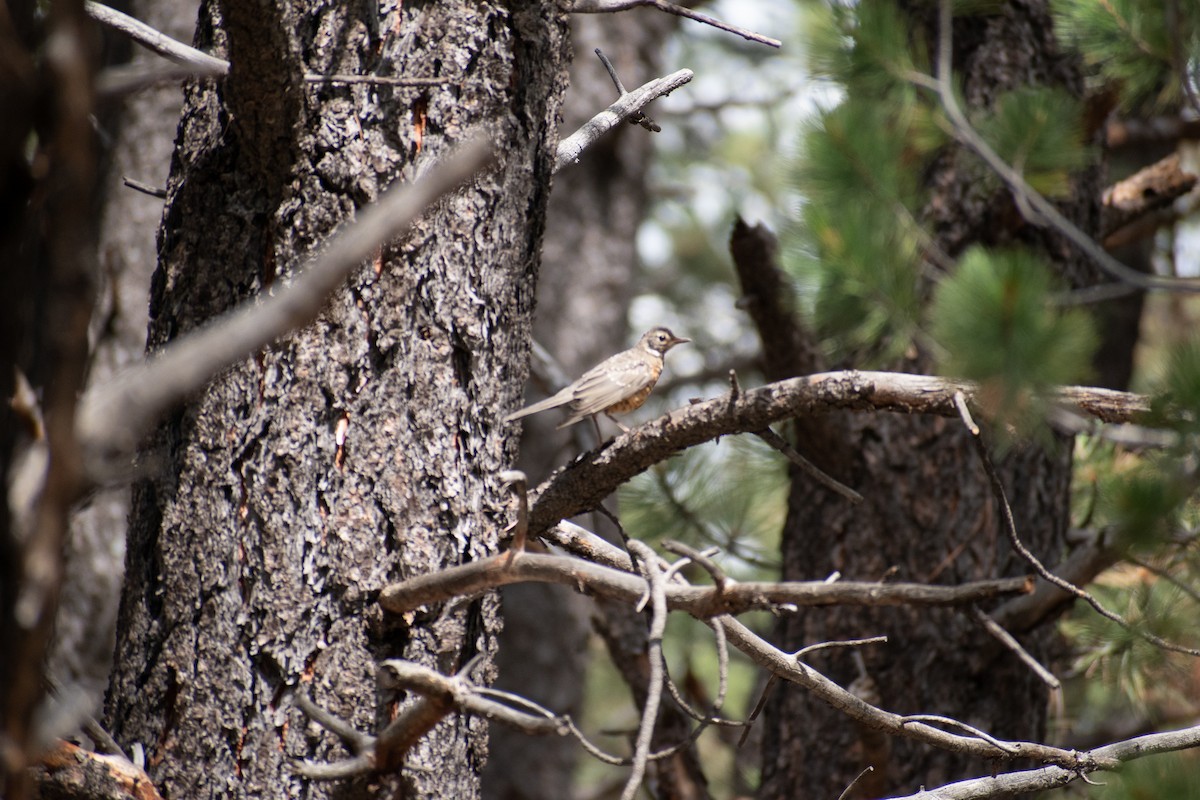 American Robin - ML469993301