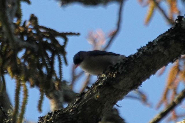 Velvet-fronted Nuthatch - Jeffrey Offermann