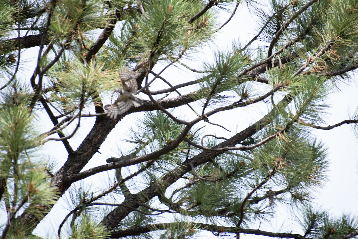 Hairy Woodpecker - ML469993841