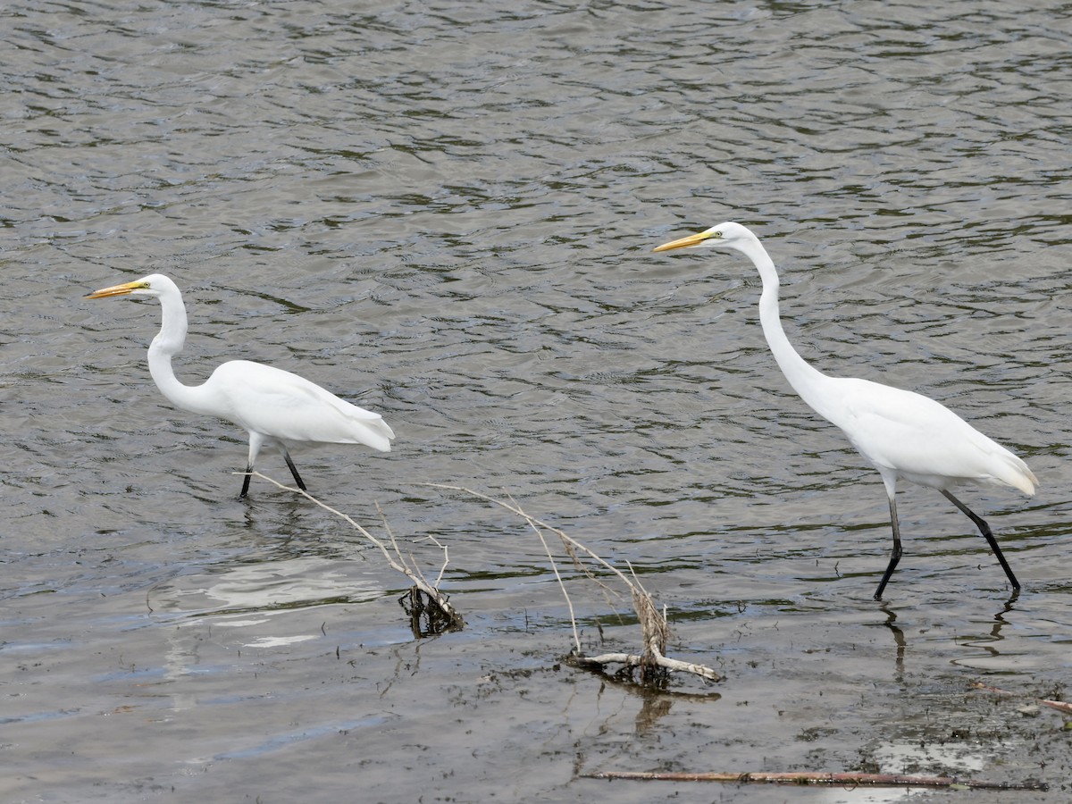 Great Egret - ML469994851