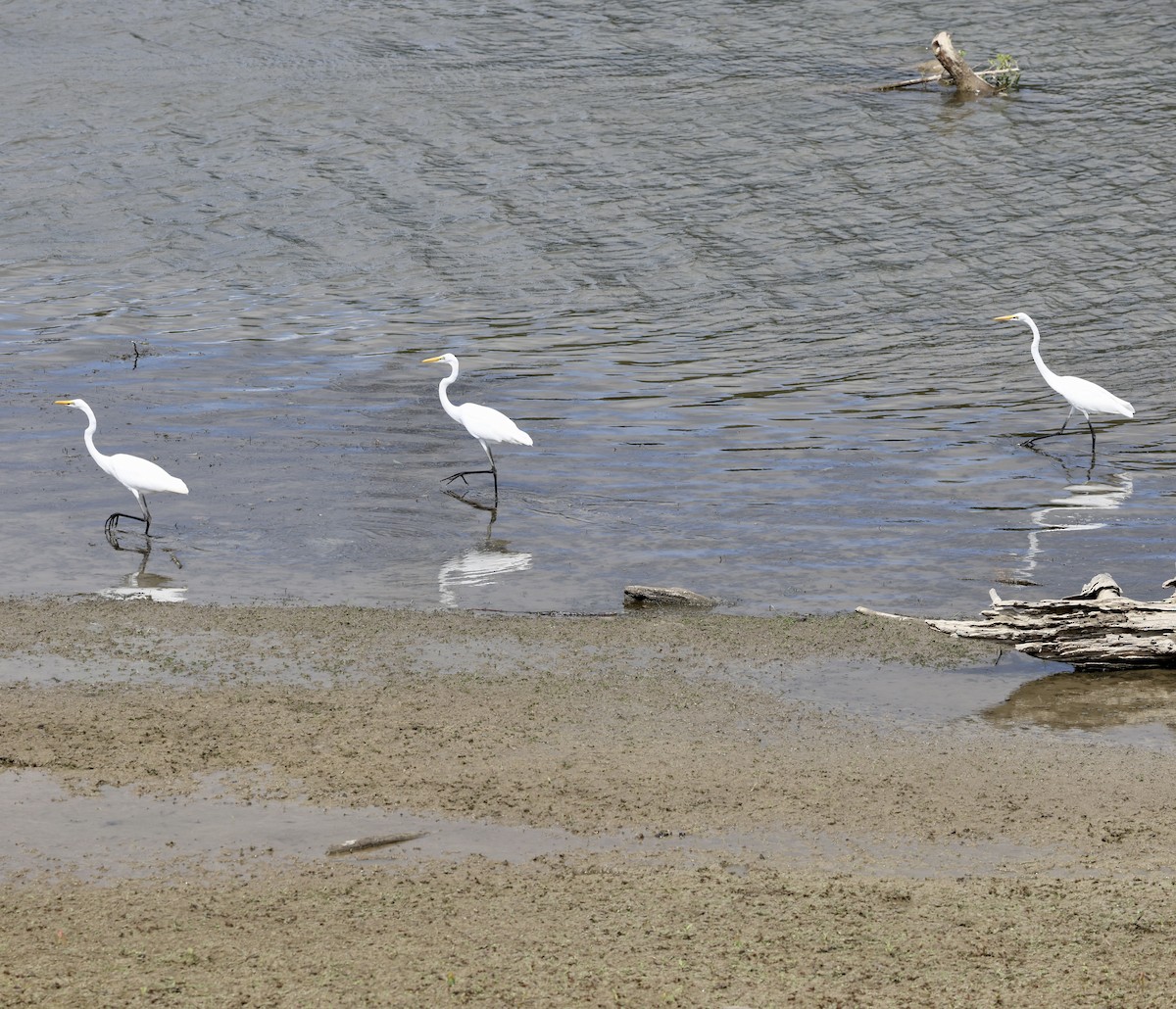 Great Egret - ML469994881