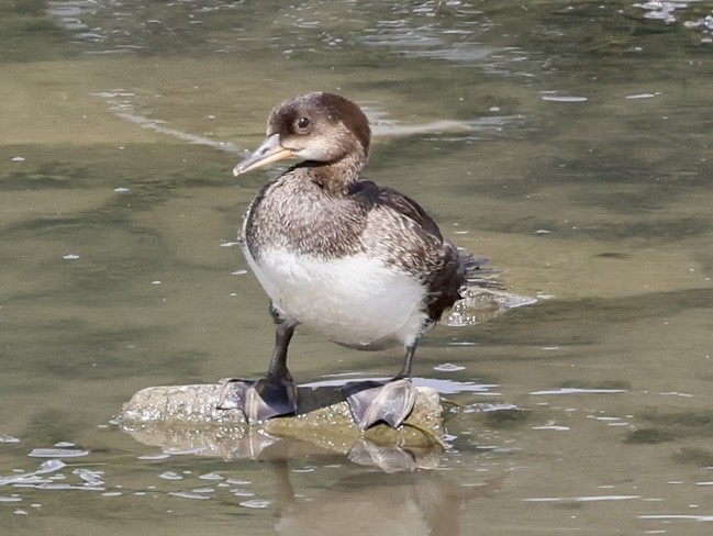 Hooded Merganser - ML469995021