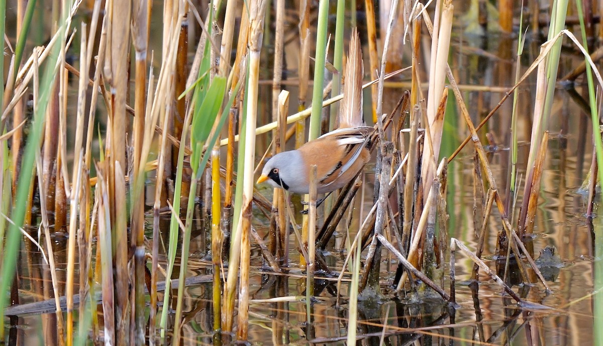 Bearded Reedling - ML469995051