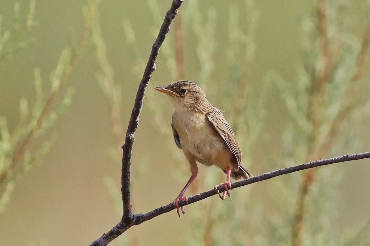 Zitting Cisticola - ML469996721