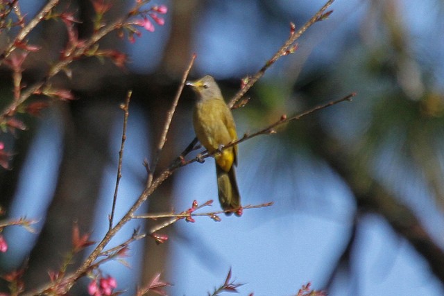 Bulbul flavescent - ML46999821