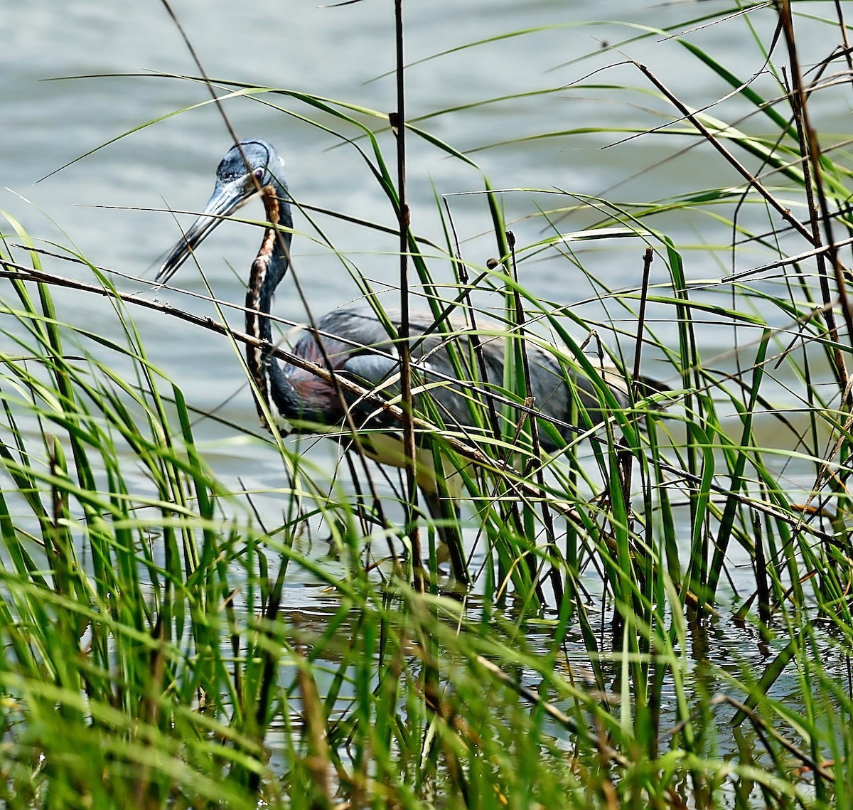 Tricolored Heron - ML469999561