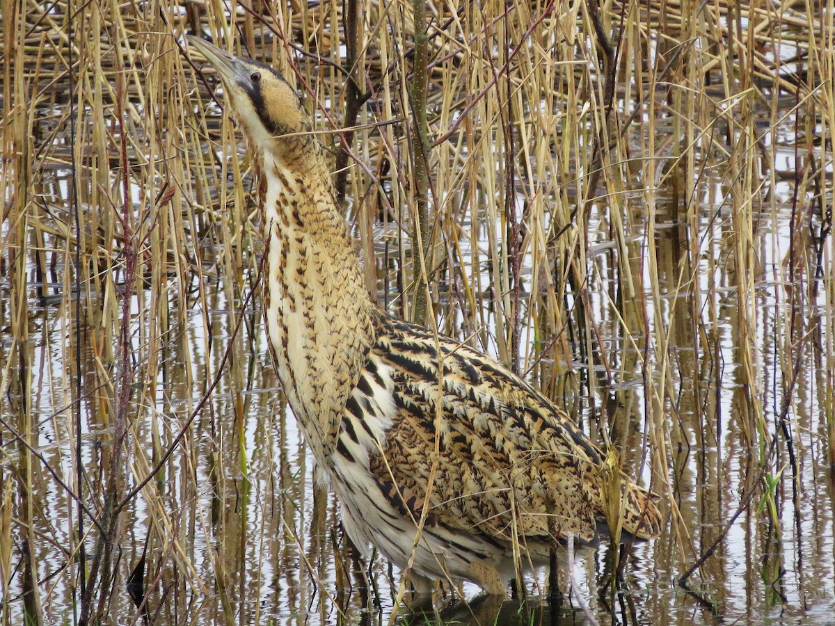 Great Bittern - ML469999841