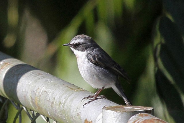 Gray Bushchat - ML47000081