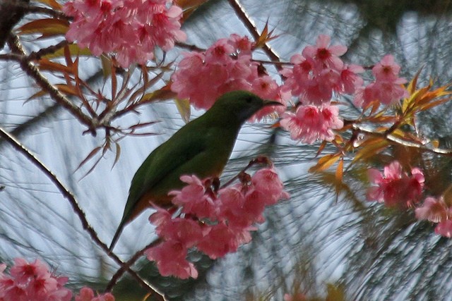 Orange-bellied Leafbird - Jeffrey Offermann