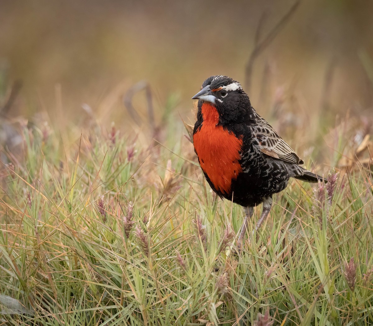 Peruvian Meadowlark - ML470001351