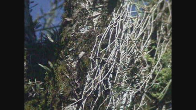 Bay-ringed Tyrannulet - ML470003001