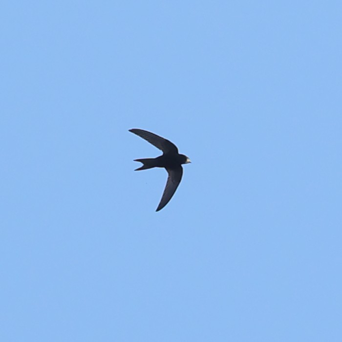 Common Swift - ML470003791