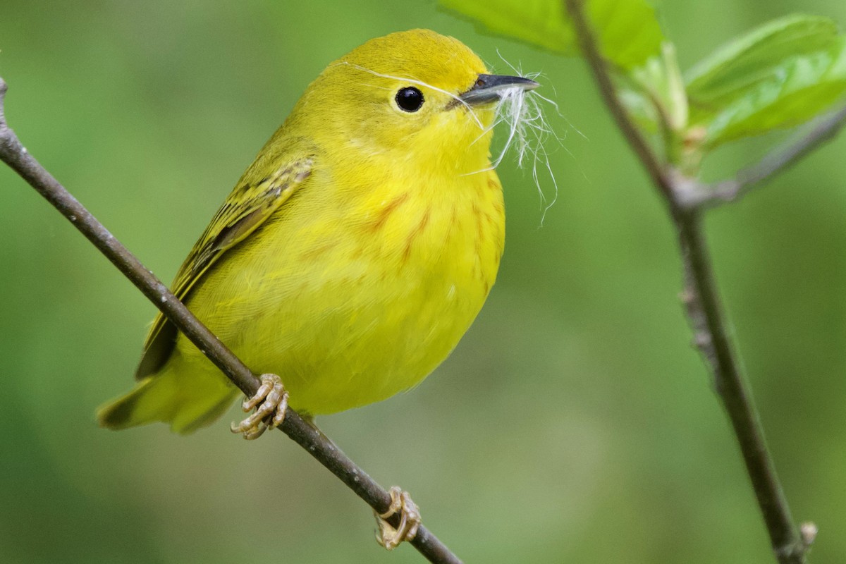 Yellow Warbler - John Shamgochian