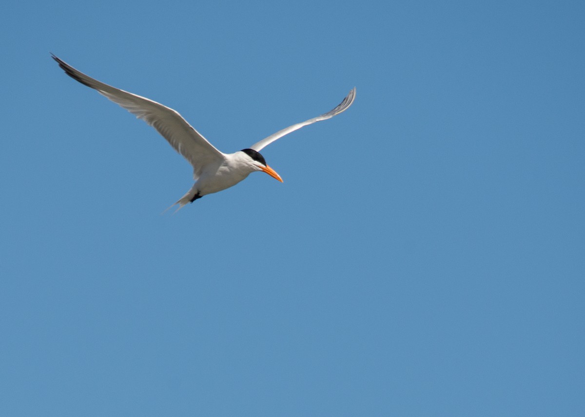 Royal Tern - Tracy Patterson