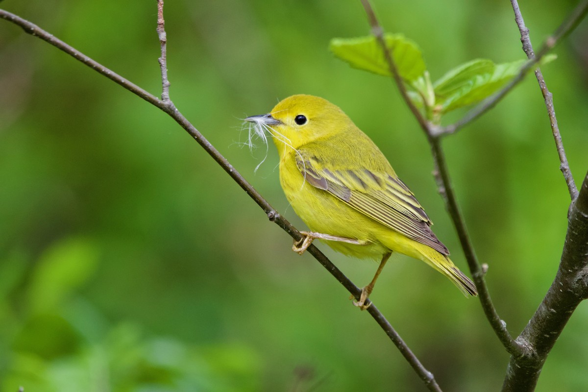 Northern Yellow Warbler - John Shamgochian