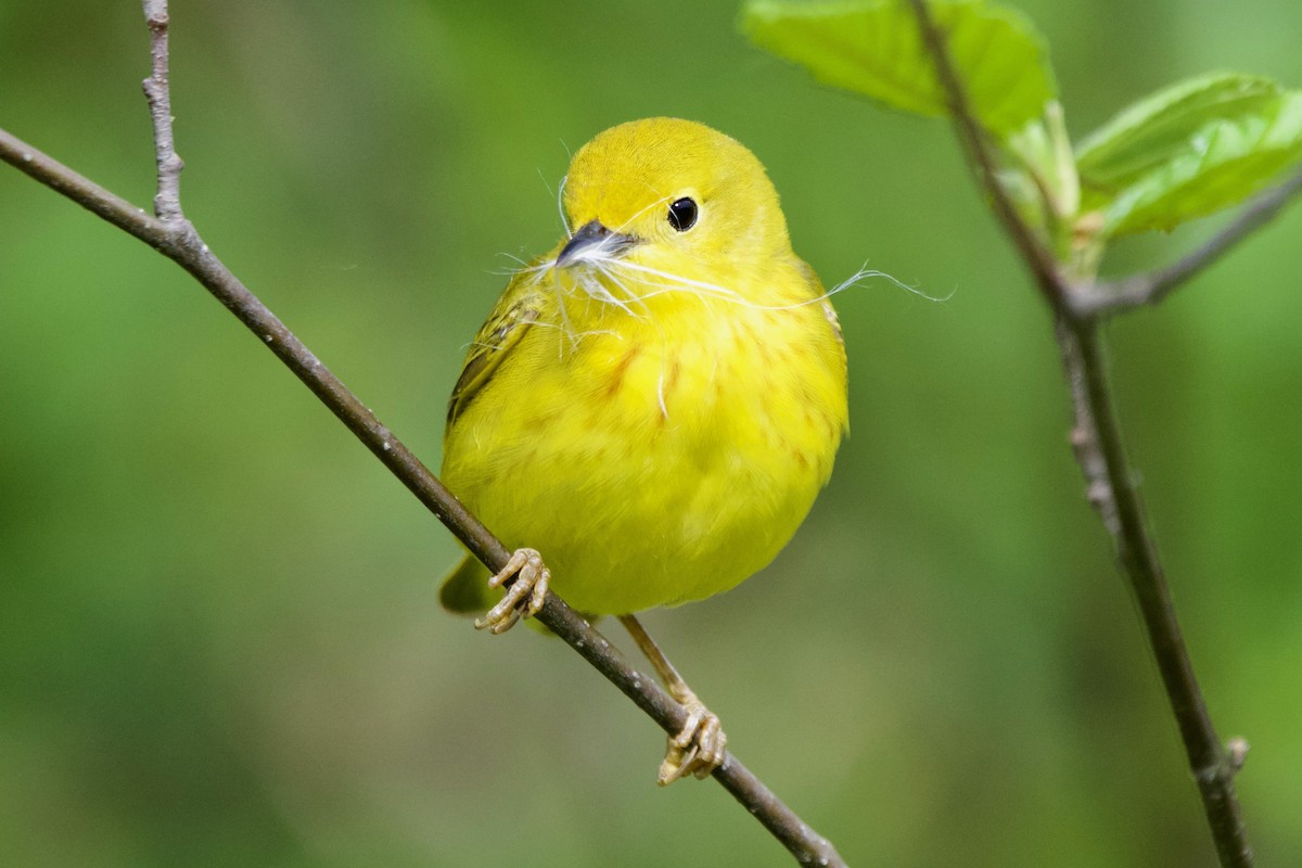 Yellow Warbler - ML470004861