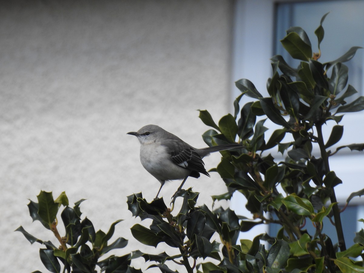 Northern Mockingbird - ML470005421