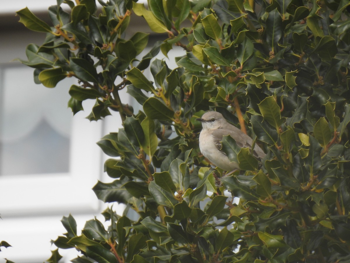 Northern Mockingbird - ML470005431