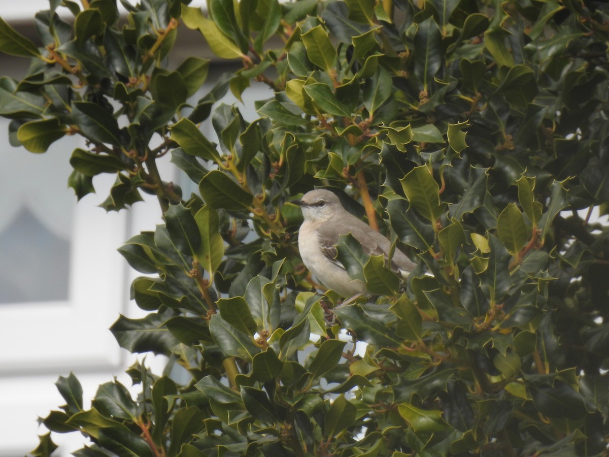 Northern Mockingbird - ML470005441