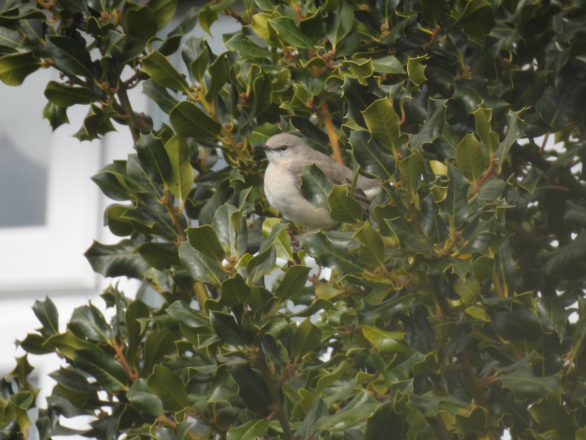 Northern Mockingbird - ML470005461