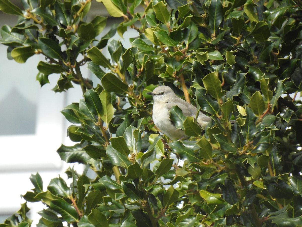 Northern Mockingbird - ML470005471