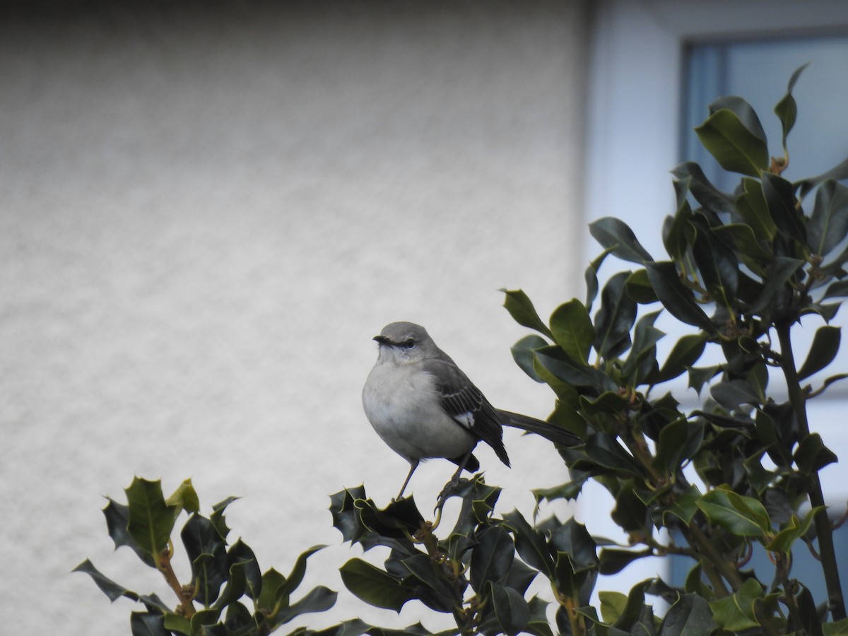 Northern Mockingbird - ML470005511