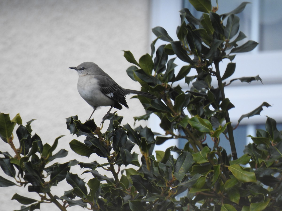 Northern Mockingbird - ML470005531