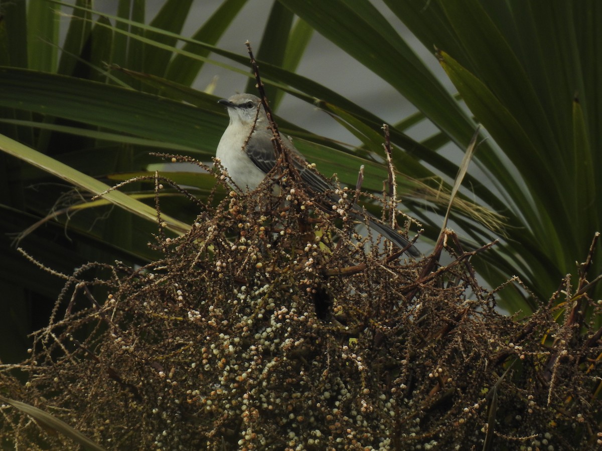 Northern Mockingbird - ML470005541