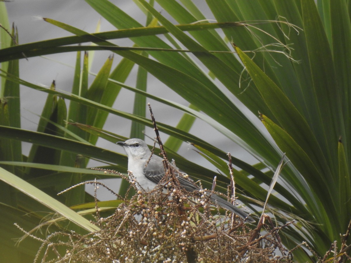 Northern Mockingbird - ML470005551