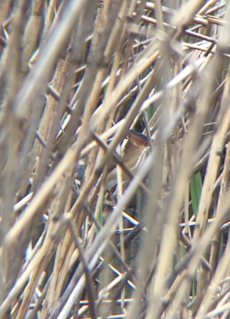 Least Bittern - ML470006001