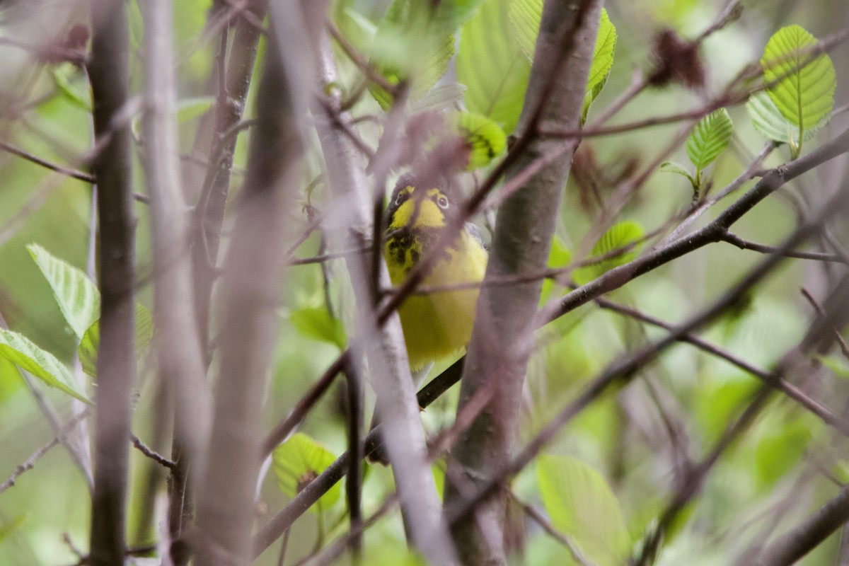 Canada Warbler - ML470006941