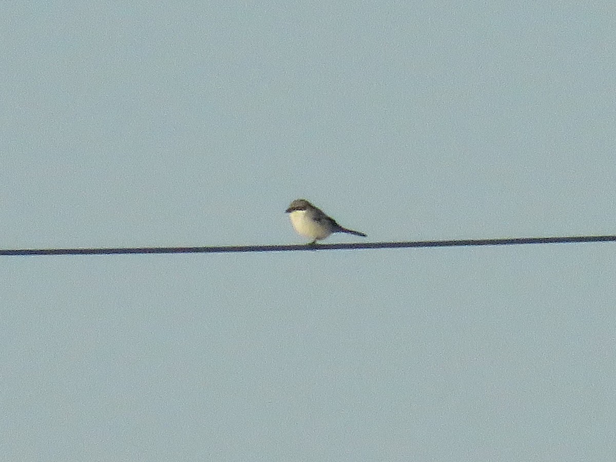 Loggerhead Shrike - ML470007441