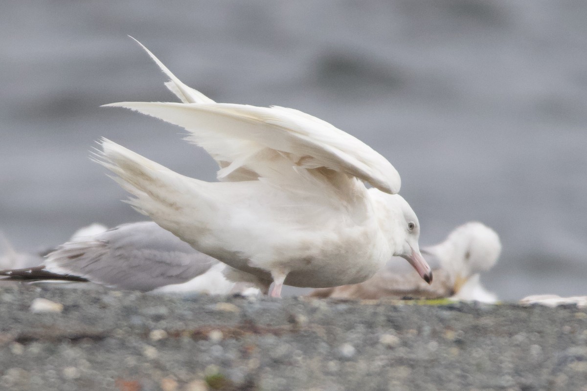 Glaucous Gull - ML470007731