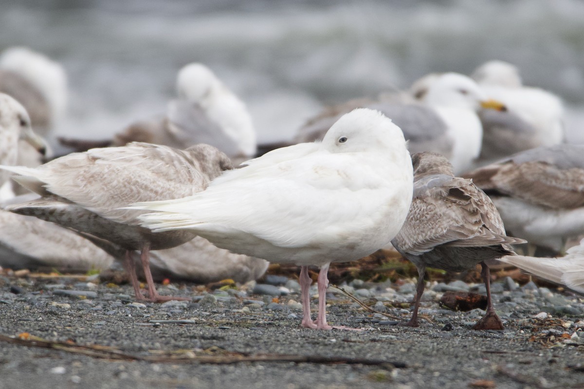 Glaucous Gull - ML470007761