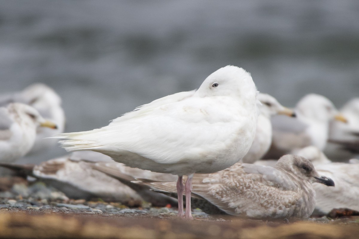 Glaucous Gull - Liam Ragan