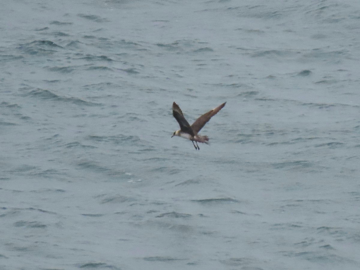 Parasitic Jaeger - ML470010481