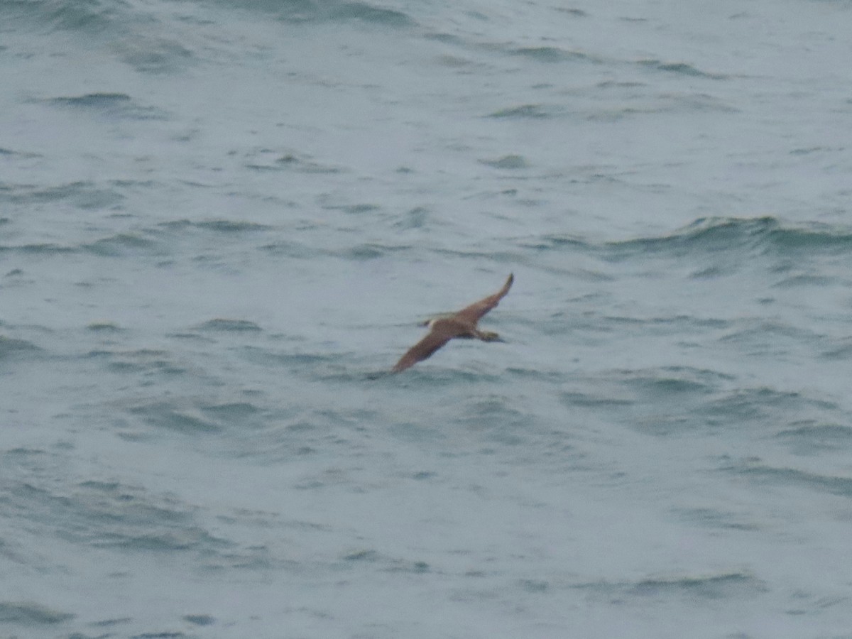 Parasitic Jaeger - ML470010491