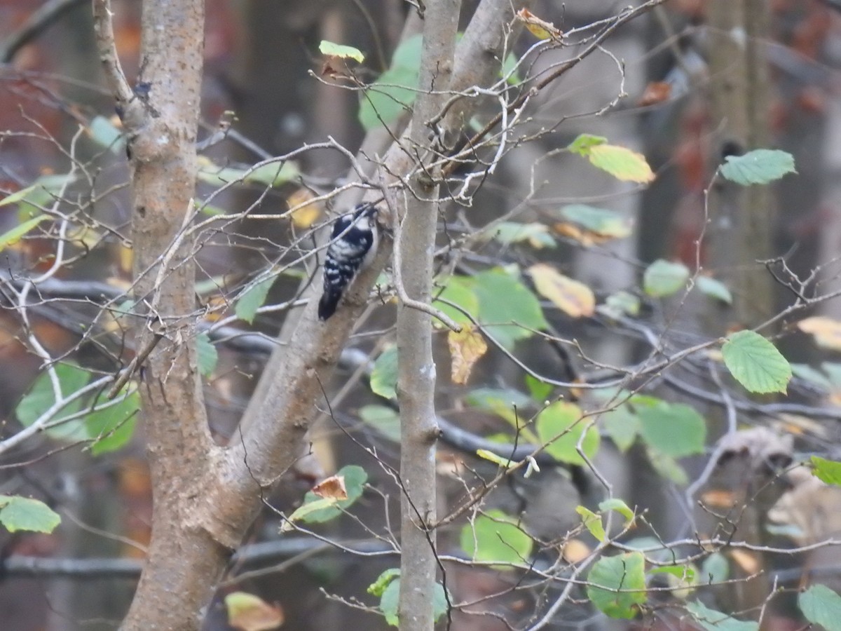 Lesser Spotted Woodpecker - ML470010561