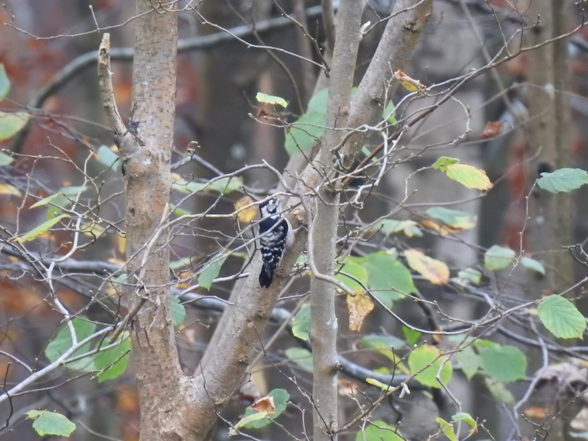 Lesser Spotted Woodpecker - ML470010571